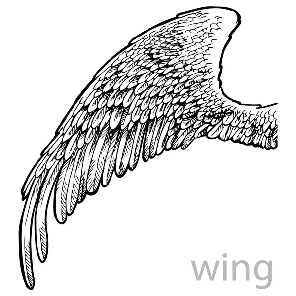 Výkresu křídlo s peřím — Stockový vektor