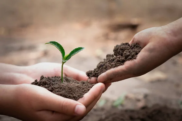 Soil and seedlings are in the hands of young women. Fertile soil And with the ground of shoveling near Concept of complete environmental conservation Plant trees to reduce global warming.