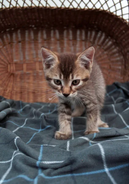 Wzruszający mały szary kotek, brytyjski kociak młody — Zdjęcie stockowe