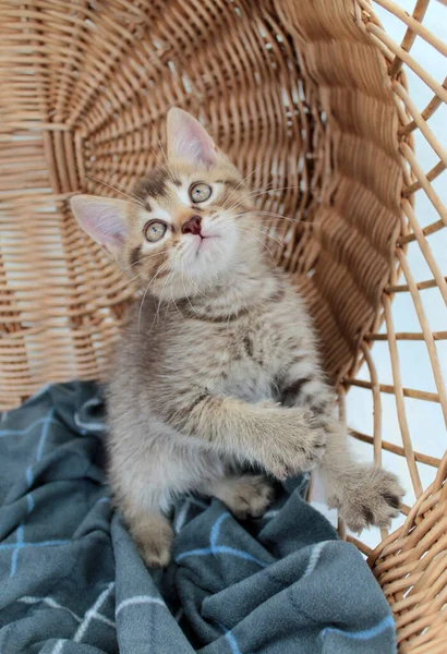 Küçük gri kedi yavrusu, genç İngiliz kedisi