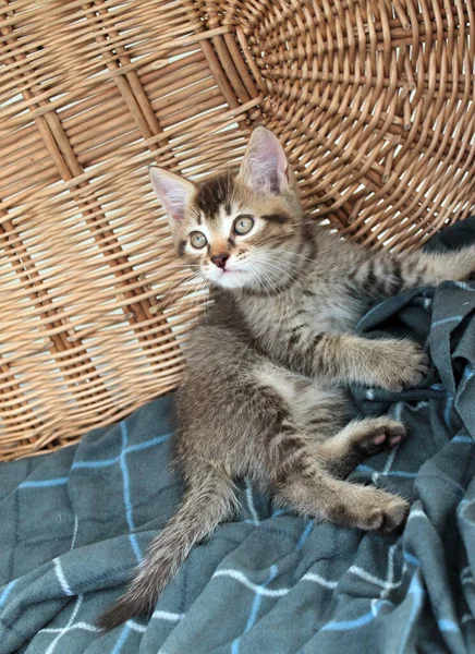 Tocando gatito gris, gato británico felino joven — Foto de Stock