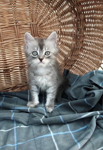 Touching little grey kitten, british cat feline young — Stock Photo, Image