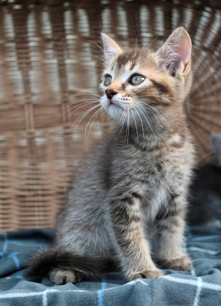 Touching Little Grey Kitten British Cat Fluffy Feline Young — Stock Photo, Image