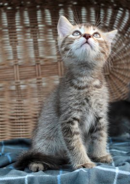 Küçük gri kedi yavrusu, genç İngiliz kedisi