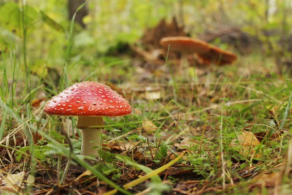 Magiczne królestwo grzybów. Zdjęcie Stockowe