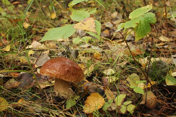 Borowik w lesie jesienią, cichy polowanie. Obrazy Stockowe bez tantiem