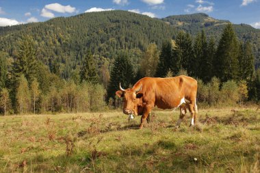 Karpat Dağları inek.