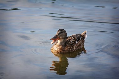Yaban ördeği. Yaban ördeği.