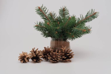 Cam vazoda dallar ve beyaz arka planda koniler. Sıfır atık Noel dekorasyonu konsepti