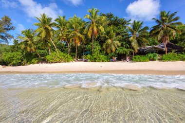 Anse Intendance de Seyşeller, Mahe plajda palmiye ağaçları