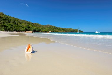 Tropikal Sahilde Deniz Kabuğu