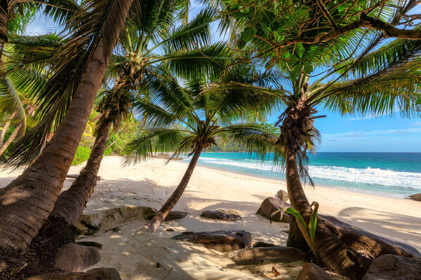 Palm trees on beach Anse Intendance at Seychelles, Mahe