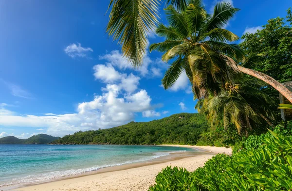 Tropical palm beach, Mahe island, Seychelles, nature background — Stock Photo, Image