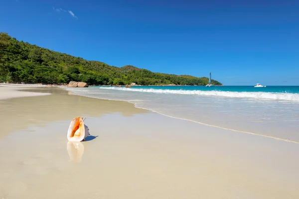 Schelp op Tropisch strand — Stockfoto