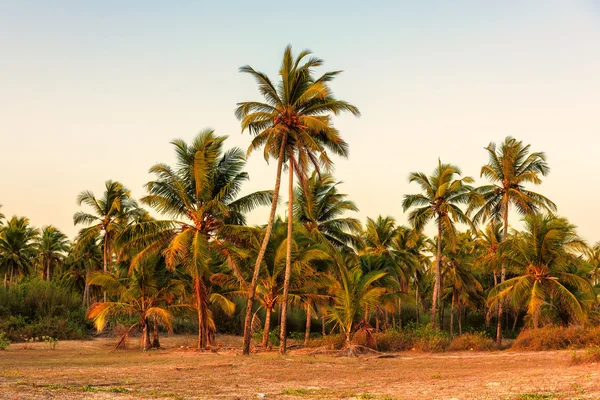 Palmiers au coucher du soleil sur GOA Beach. Inde . — Photo