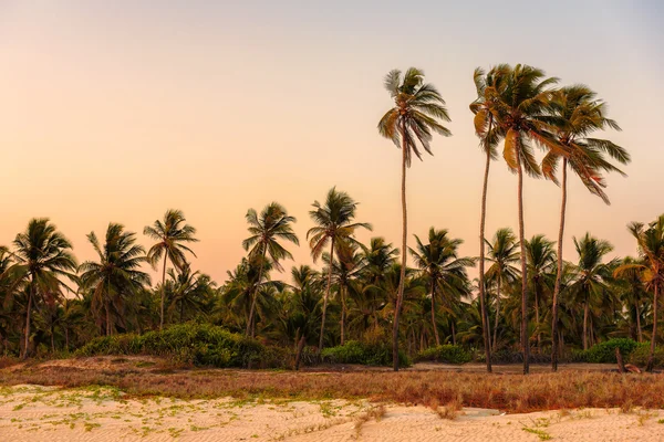 Palmiers au coucher du soleil sur GOA Beach. Inde — Photo