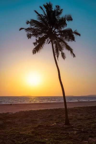 Palmiers au coucher du soleil sur GOA Beach. L'Inde. Vintage transformée — Photo