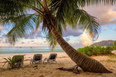 Plaj sandalyeleri Praslin, Seyşel Adaları tropik bir adada bir palmiye ağacının altında