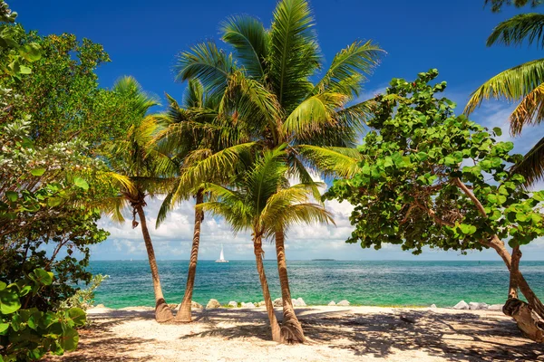 Céu azul com areia branca e praia de palmeiras em Key West, EUA — Fotografia de Stock