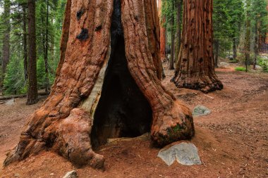 Dev Sekoya ağaçları Sequoia Ulusal Parkı'nda