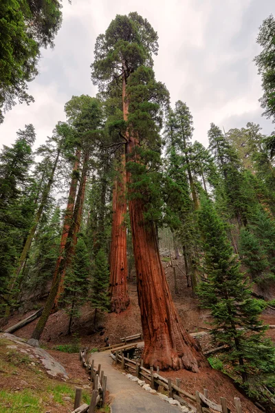 Óriás Sequoias erdő — Stock Fotó