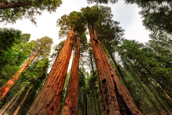 Sequoia gigante árvores closeup — Fotografia de Stock