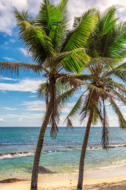 Sahilde palmiye ağaçları
