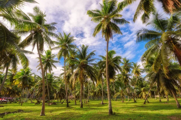 Forêt de palmiers — Photo