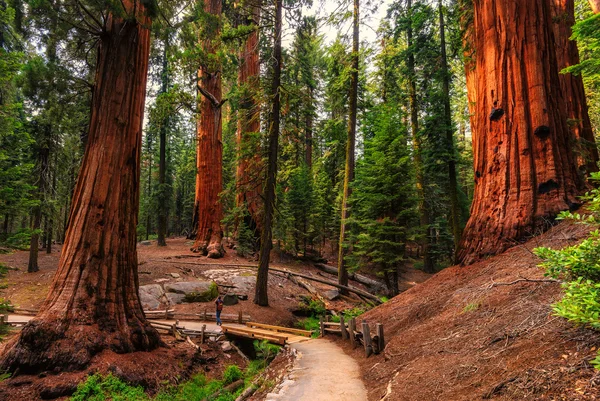 Národní park Sequoia v usa — Stock fotografie