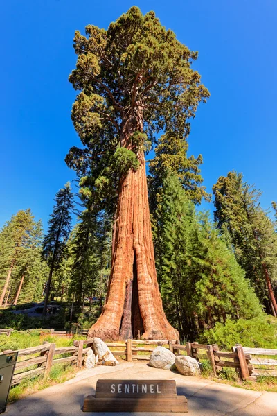 Gigantyczne drzewo Sequoia w Parku Narodowym Sequoia, Kalifornia — Zdjęcie stockowe