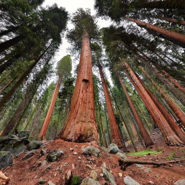 Sekvojovec stromy v parku Sequoia National Park, Kalifornie — Stock fotografie