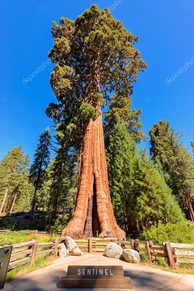 Giant sequoia tree in Sequoia National Park, California Stock Photo by