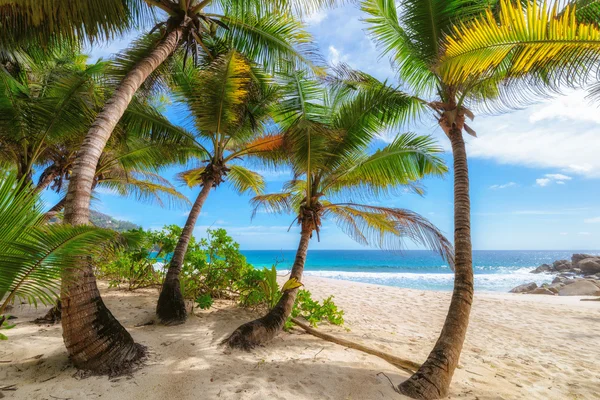 Пляж на тропическом острове . — стоковое фото