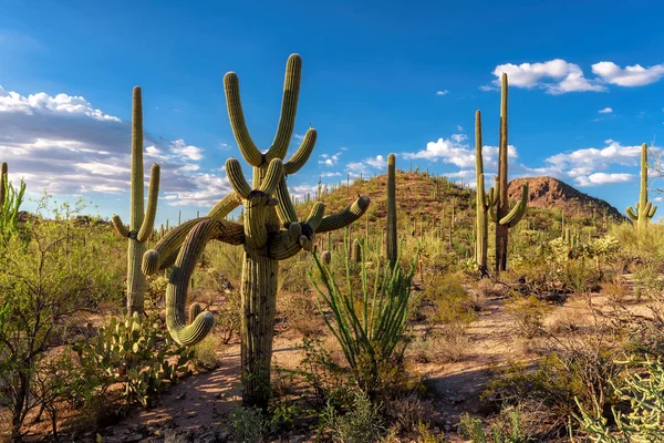 Coucher de soleil dans le parc national de Saguaro près de Tucson, Arizona . — Photo