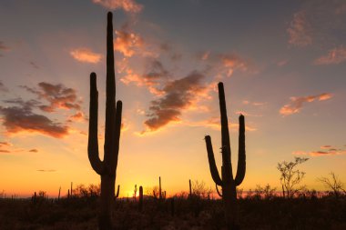 Saguaro siluet ile Arizona, günbatımı.
