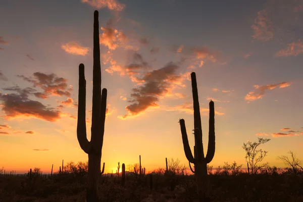 サグアロのシルエットと、アリゾナ州の夕日. — ストック写真