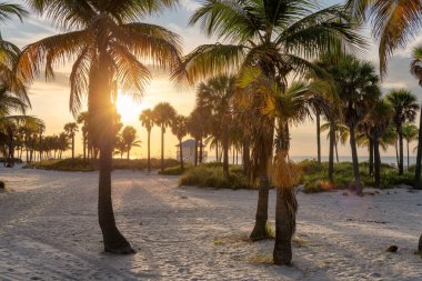 Güney sahilinde palmiye ağaçları Miami Beach, Florida 'da gün doğumunda. 