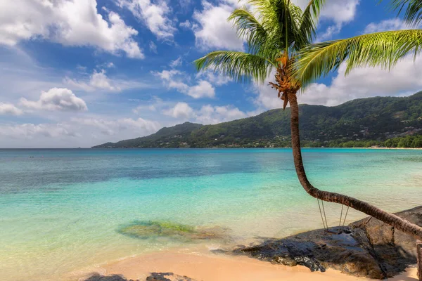 Sunny Beach Palm Trees Turquoise Sea Jamaica Caribbean Island Summer — Stock Photo, Image