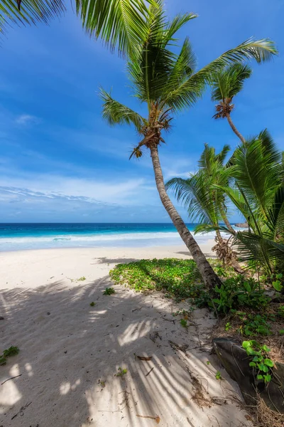 Jamaika Karayip Adasında Palmiye Ağaçları Turkuaz Deniz Olan Güneşli Bir — Stok fotoğraf