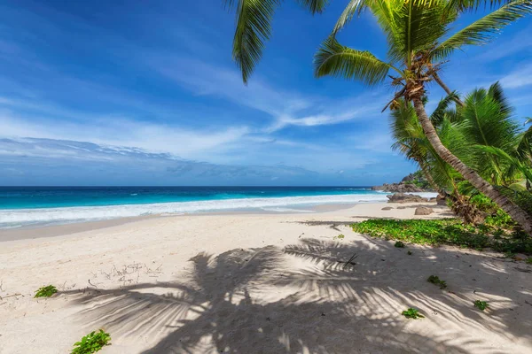 Praia Ensolarada Com Palmeiras Mar Azul Turquesa Ilha Caribenha Jamaica — Fotografia de Stock