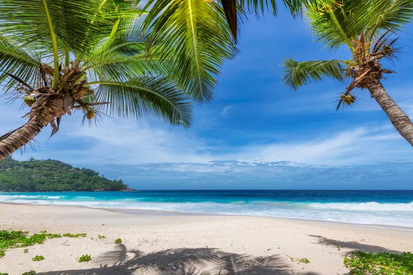 Sunny Beach Palm Trees Turquoise Sea Jamaica Caribbean Island Summer — Stock Photo, Image