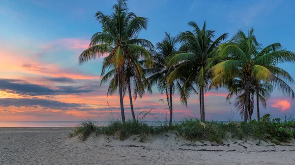 Güney Sahilinde Palmiye Ağaçları Miami Beach Florida Gün Doğumunda — Stok fotoğraf