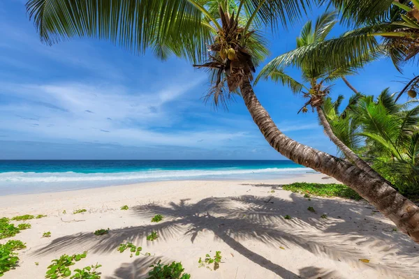 Coconut Palm Trees Sunny Beach Turquoise Sea Tropical Island Summer — Stock Photo, Image