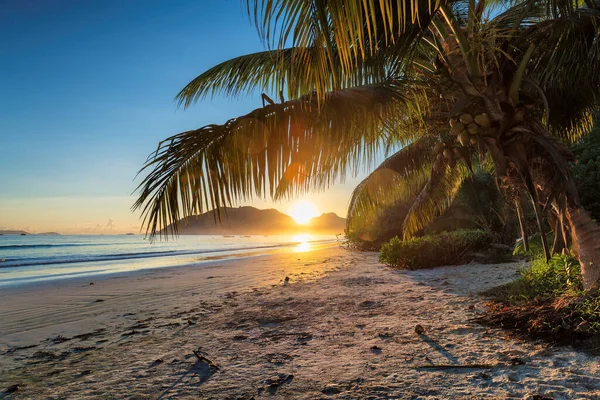 Palm Trees Sunrise Tropical Beach Paradise Island Seychelles — Stock Photo, Image