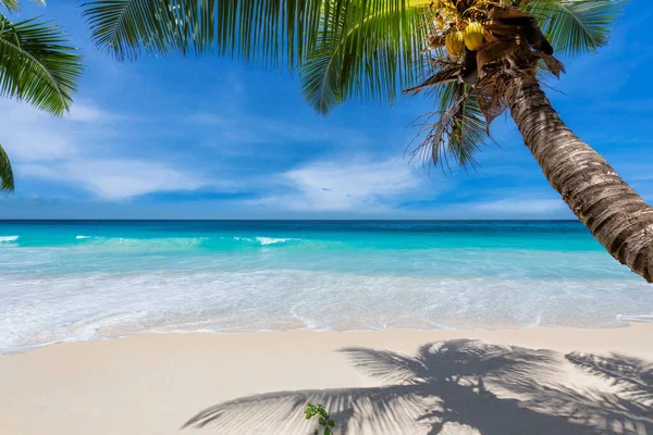 Kokosnoot Palmbomen Zonnig Strand Turquoise Zee Tropisch Eiland Zomervakantie Tropisch — Stockfoto