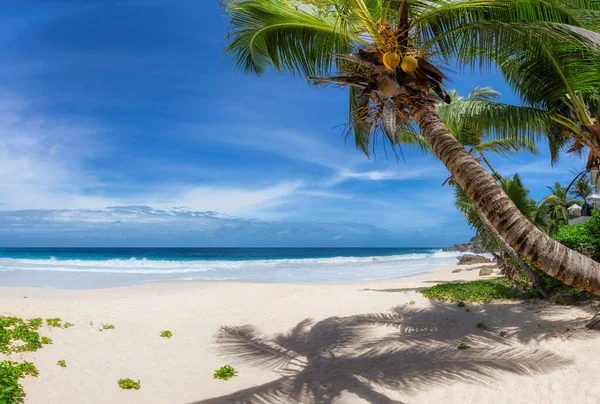 Kokospalmer Den Soliga Stranden Och Det Turkosa Havet Tropiska Sommarsemester — Stockfoto