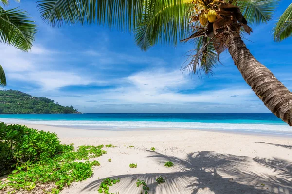 Kokosové Palmy Slunečné Pláži Tyrkysové Moře Tropickém Ostrově Letní Dovolená — Stock fotografie