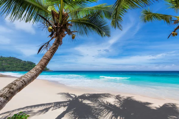 Kokosové Palmy Slunečné Pláži Tyrkysové Moře Tropickém Ostrově Letní Dovolená — Stock fotografie