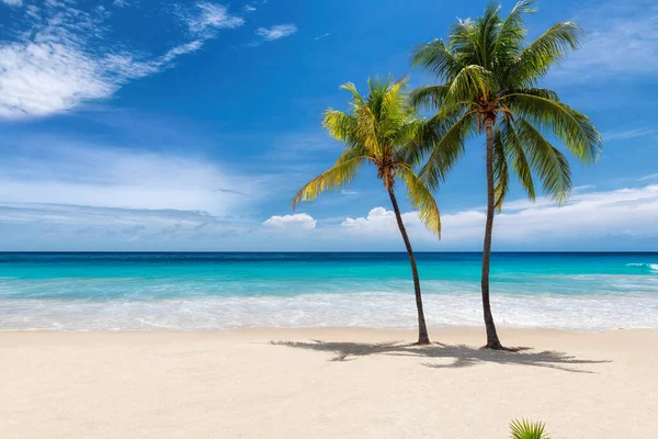 Coco Palmeras Soleada Playa Del Caribe Mar Turquesa Jamaica Isla — Foto de Stock