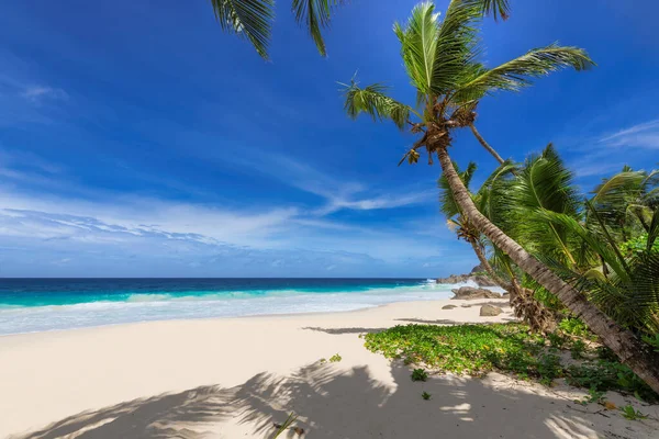 Güneşli Sahilde Hindistan Cevizi Palmiyeleri Tropik Adada Turkuaz Deniz Yaz — Stok fotoğraf